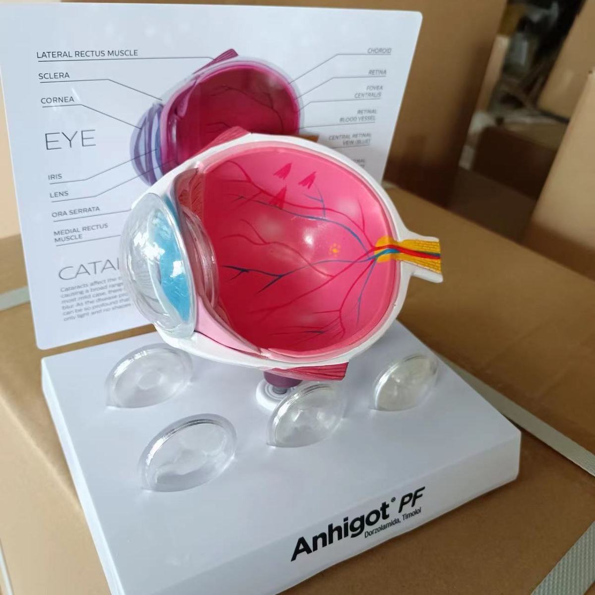 Modèle d'oeil modèle d'oeil de - Science Exhibition Models avis et prix